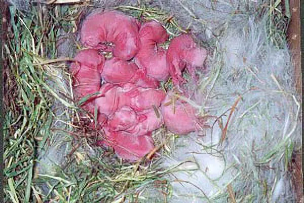 Caring For Baby Bunnies